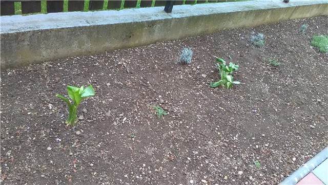 hosta