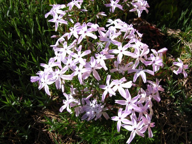 .Phlox subulata G. F. Wilson