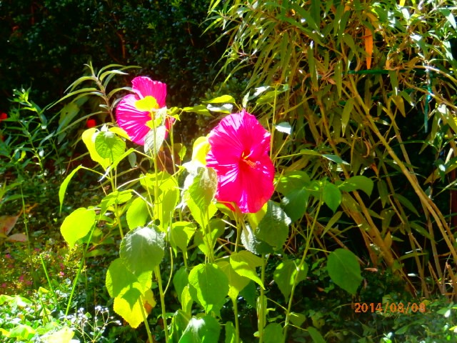 hibiskus