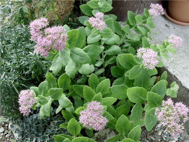   sedum,debela koka,ranjenik