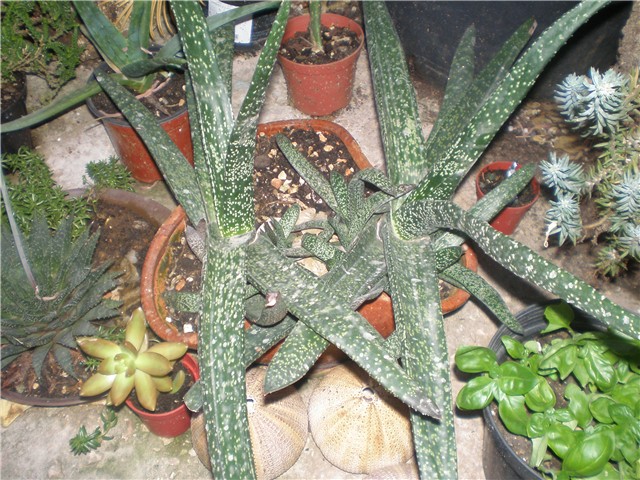 Gasteria