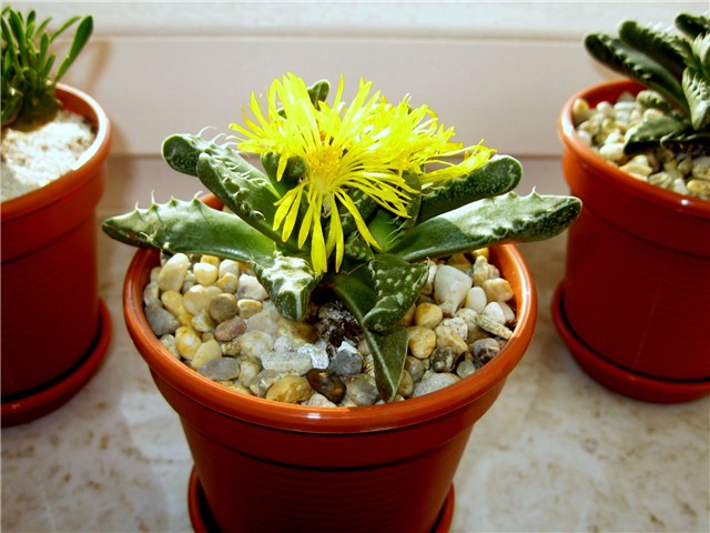 Faucaria tigrina