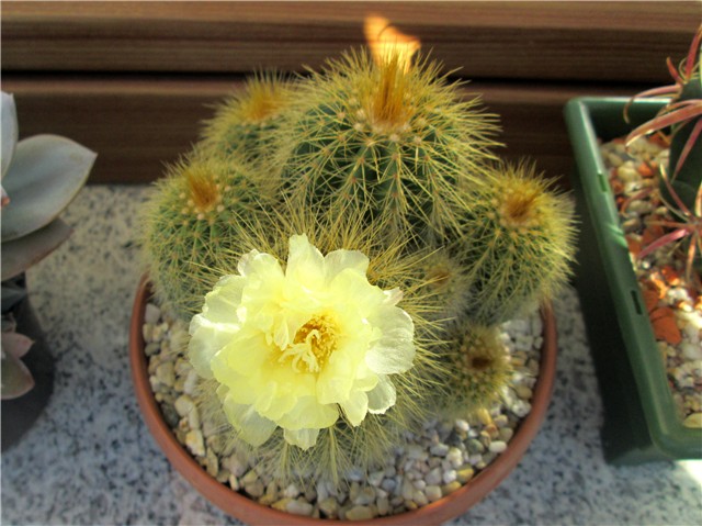 notocactus leninghausii