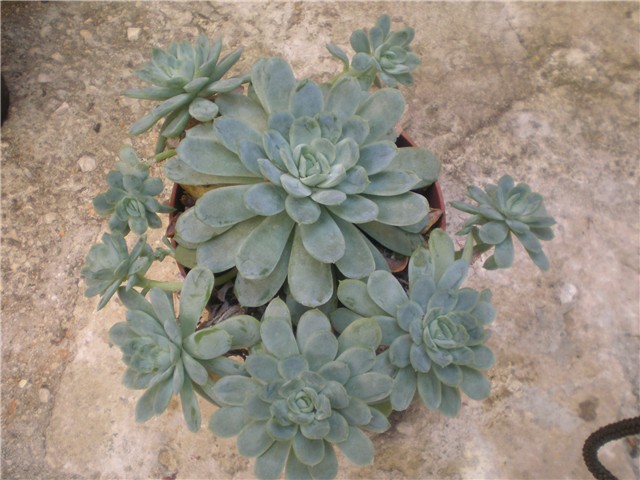 Echeveria