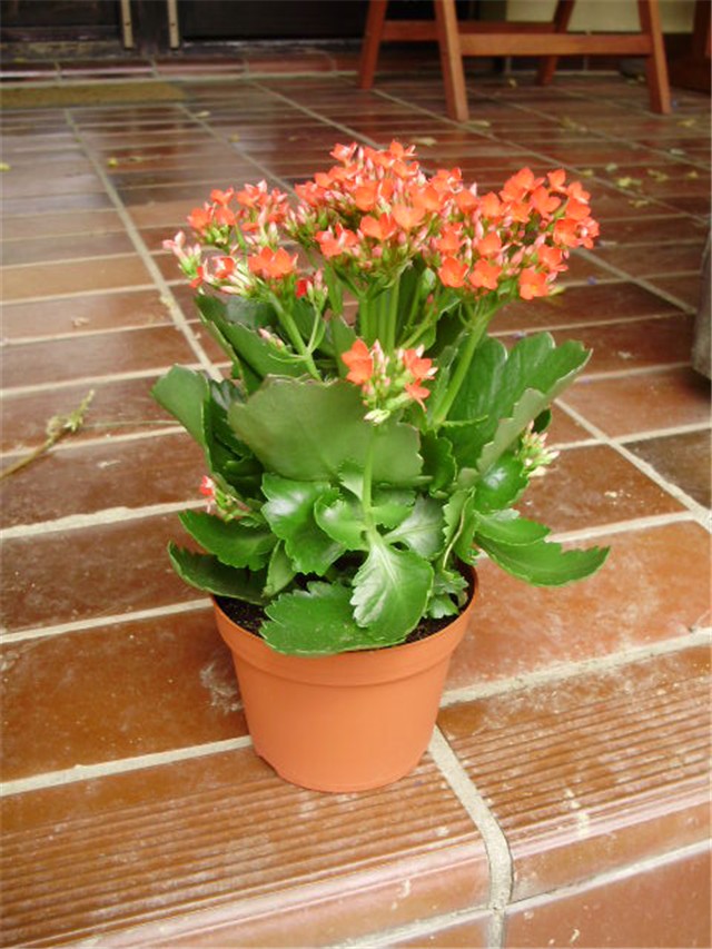 kalanhoa - lat. kalanchoe