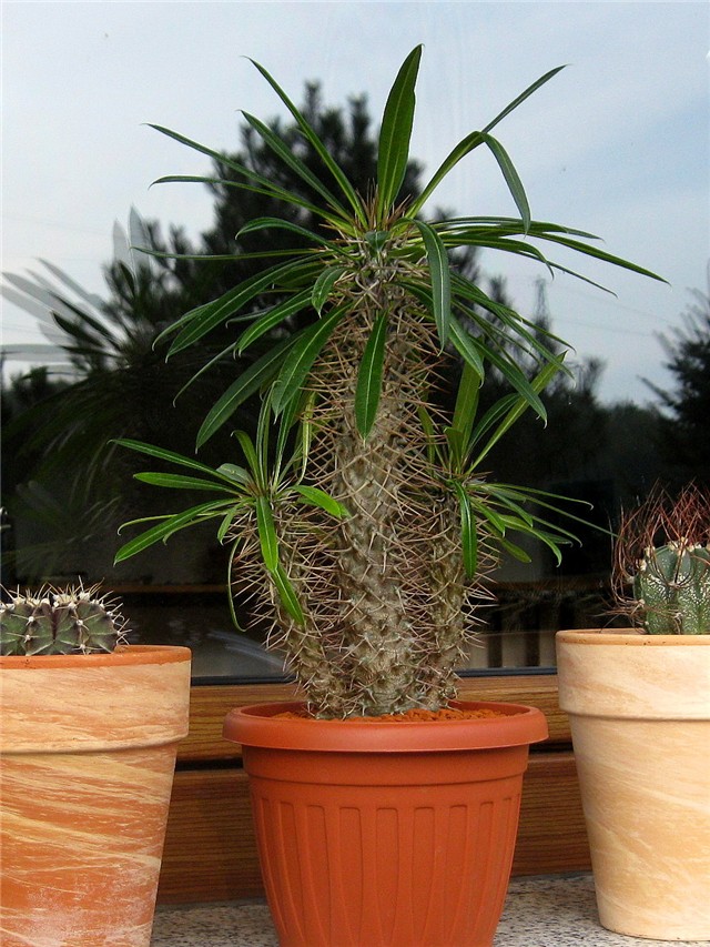 Pachypodium lamerei 