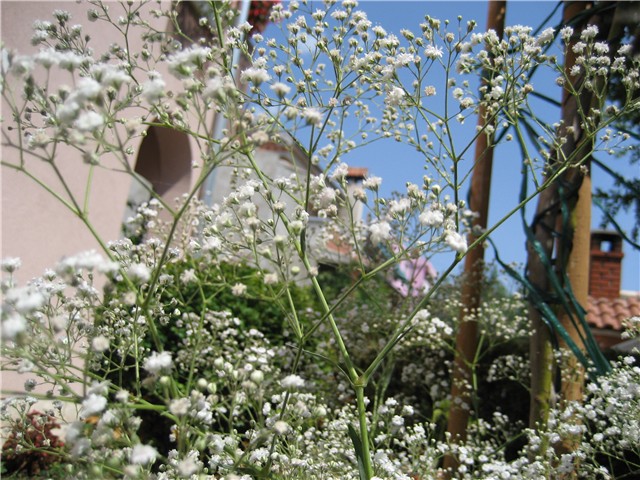 gipsofila
