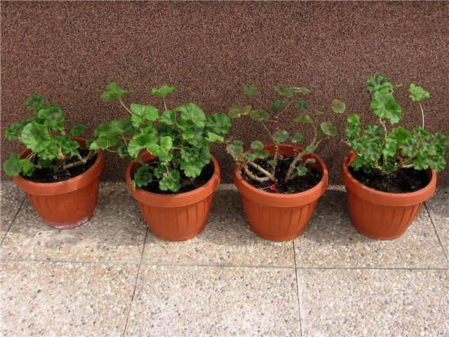 Pelargonije