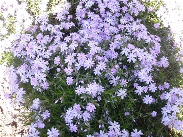 phlox