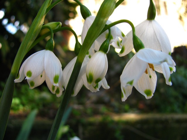 Leucojum aestivum