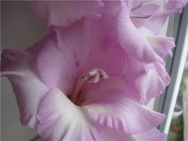 gladiola