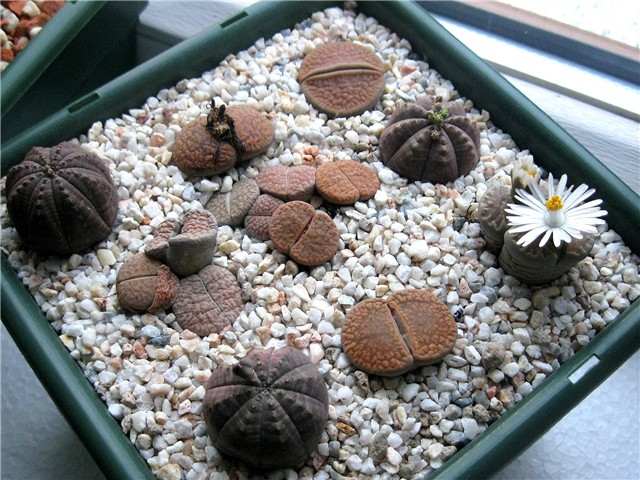 Lithops  &  euphorbia 