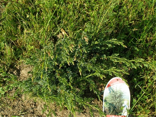 Juniperus