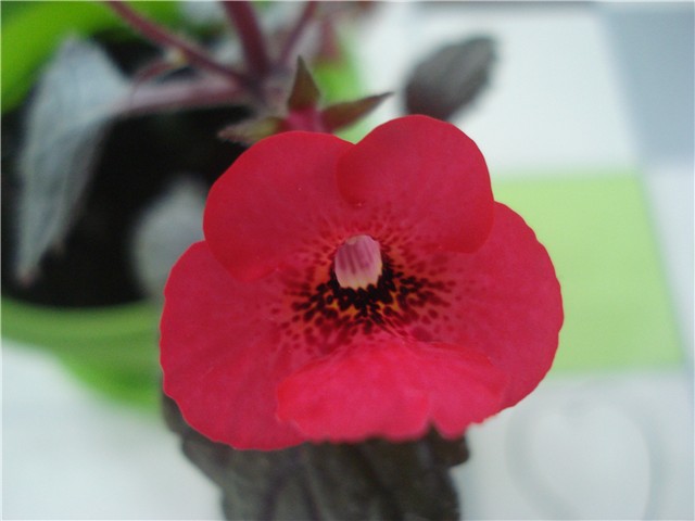 achimenes2