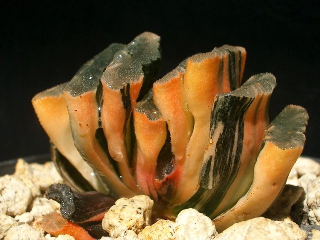 Haworthia