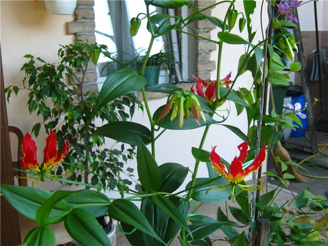 gloriosa