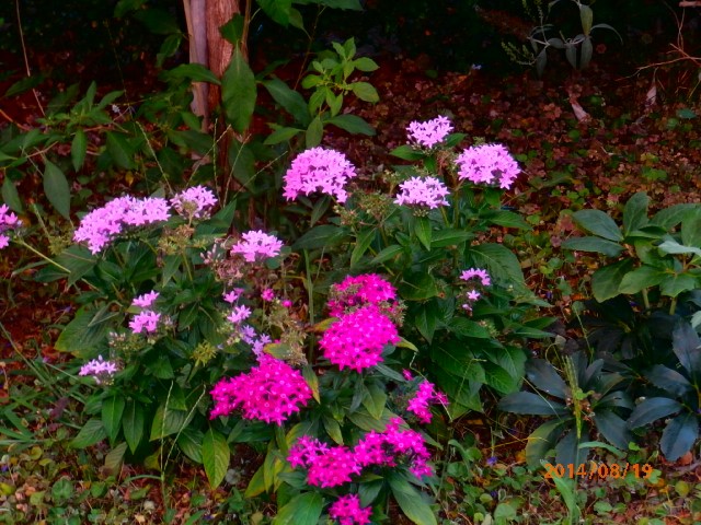 pentas