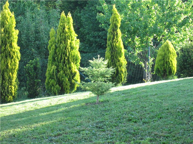 Abies koreana