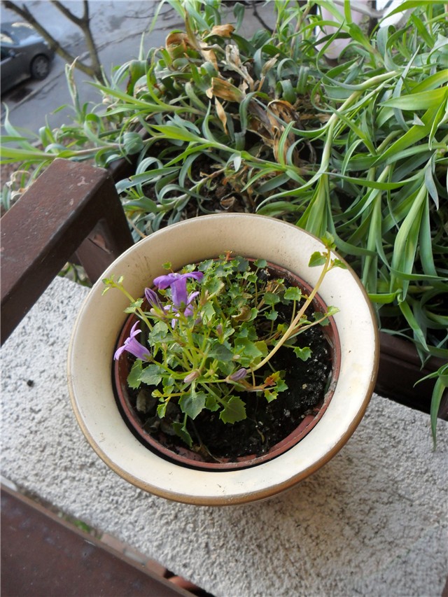 campanula