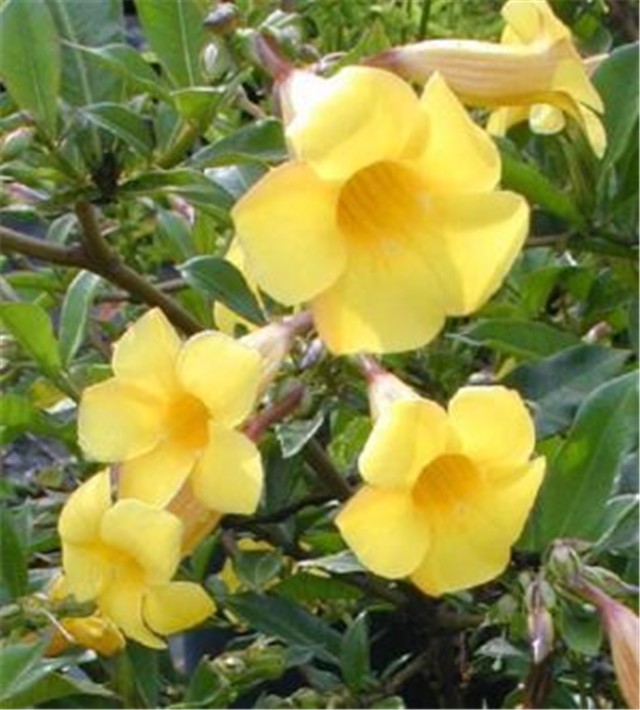 Alamanda katartika