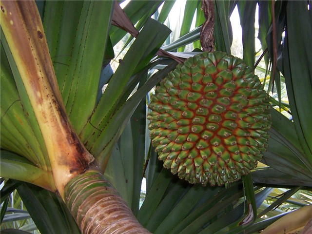 Pandanus