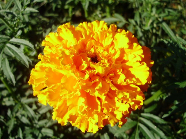 kadifica - tagetes