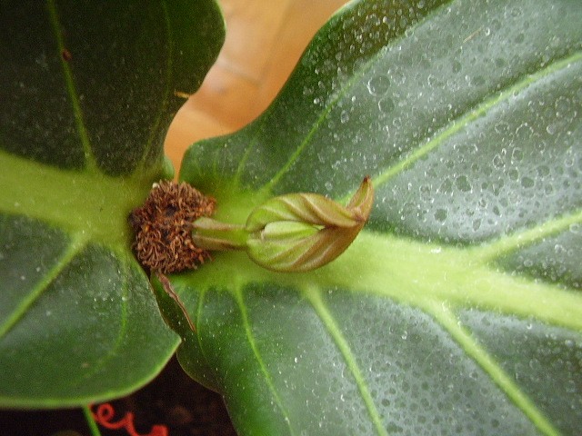 Medinilla