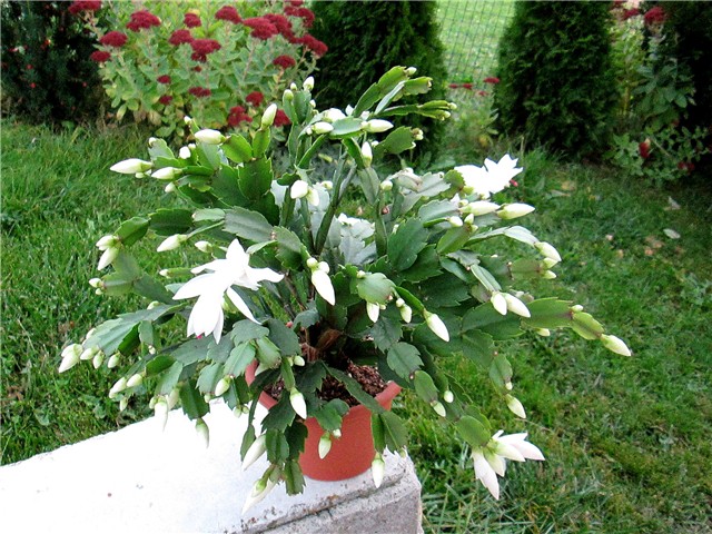 Schlumbergera