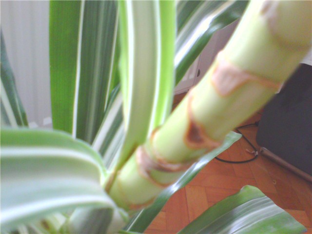 dracena dio stabljike bez listova