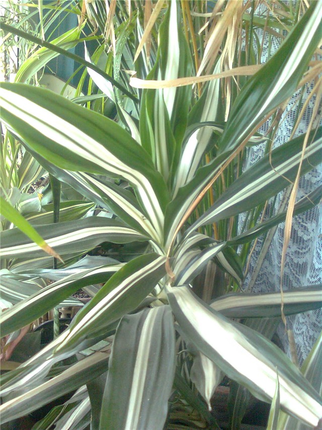 dracena bjela