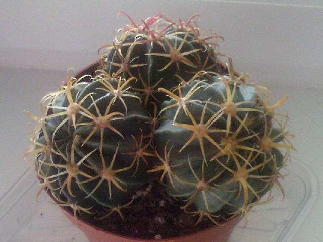 Ferocactus