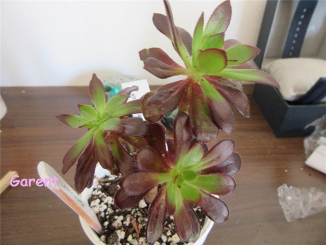 aeonium9