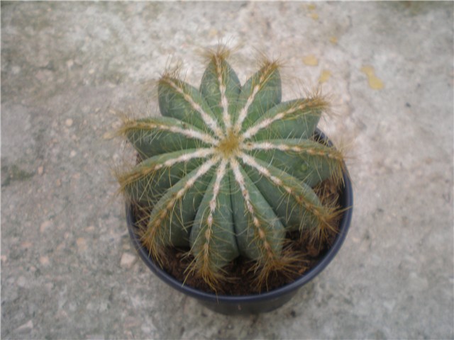 Kaktus