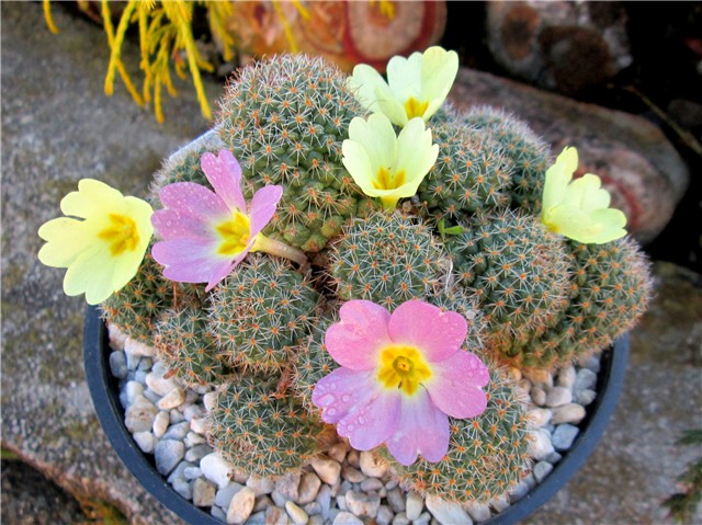 rebutia primulus 