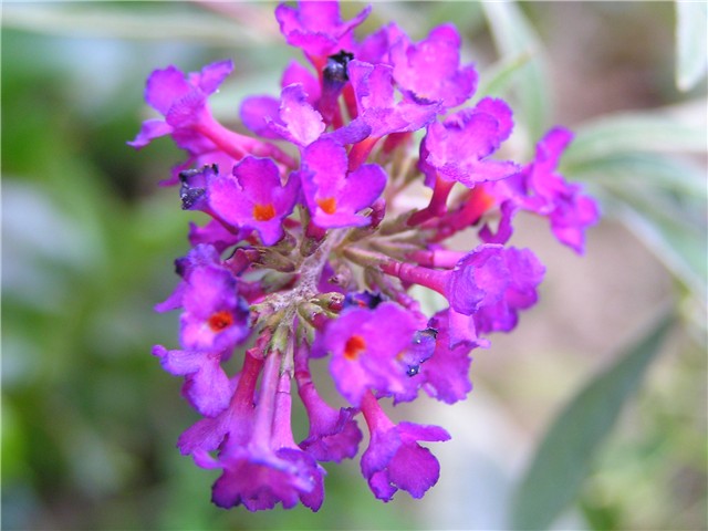 buddleja daviddi