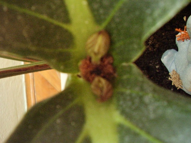 Medinilla