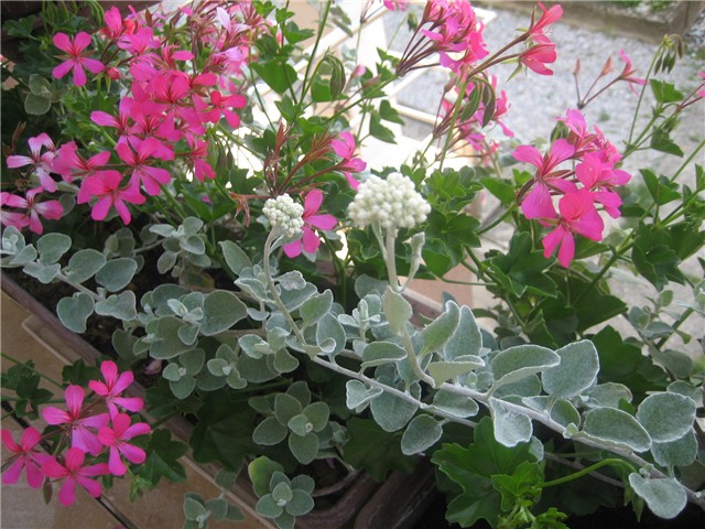 Helichrysum petiolare