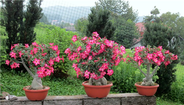 adenium obesum