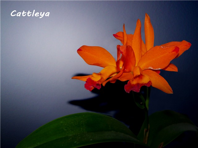 Cattleya