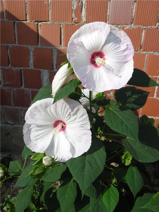 močvarni hibiskus