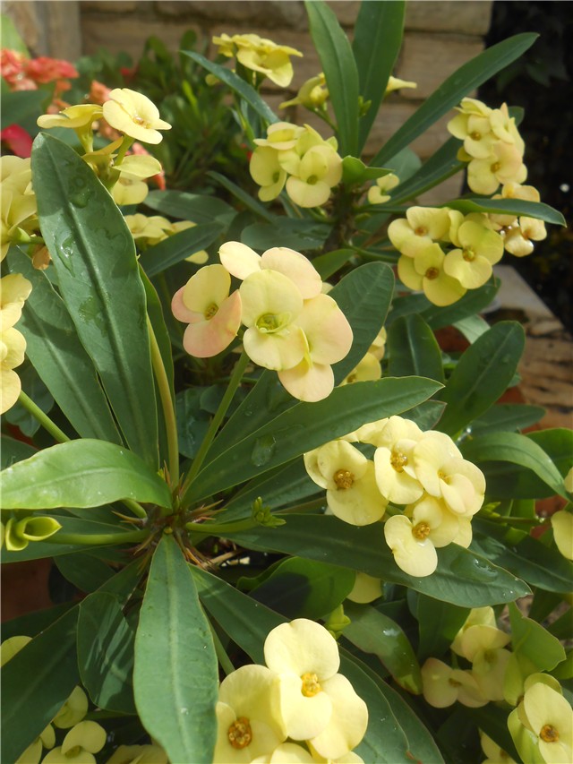 Euphorbia milii