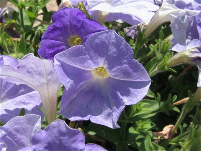 Petunia