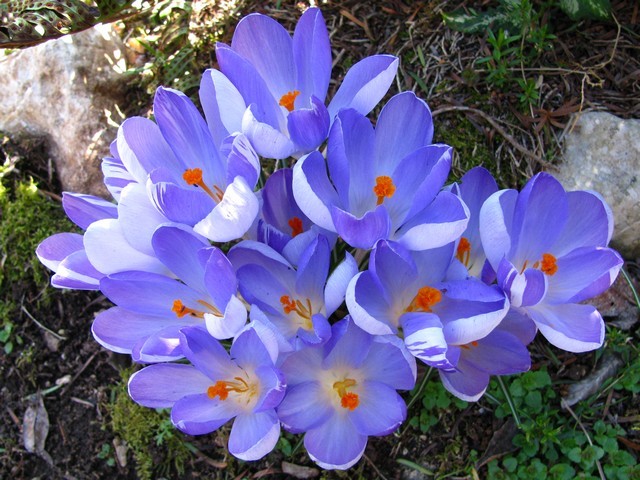 Crocus