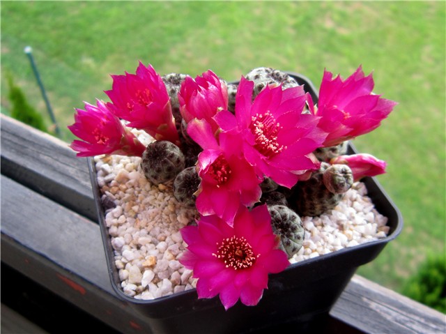 Sulcorebutia rauschii 