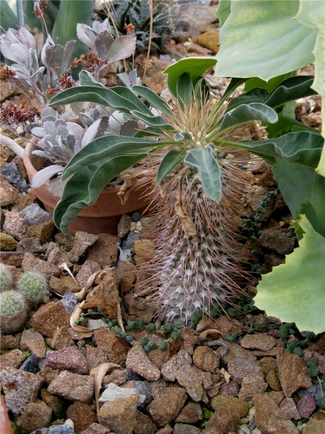 Pachypodium namaquanum