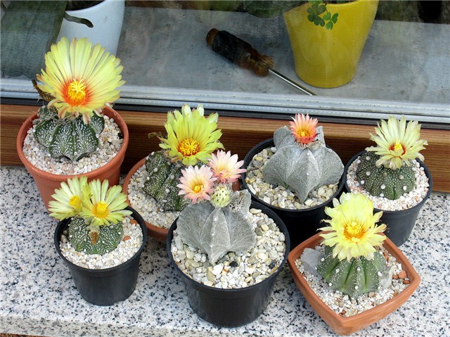 astrophytum