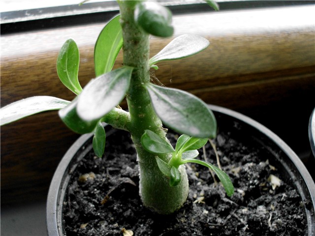 adenium 