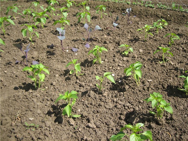 Paprika i crveni kupus