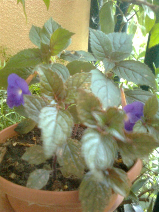ahimenes