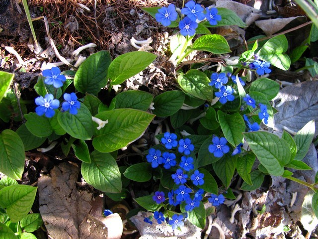 Omphalodes verna